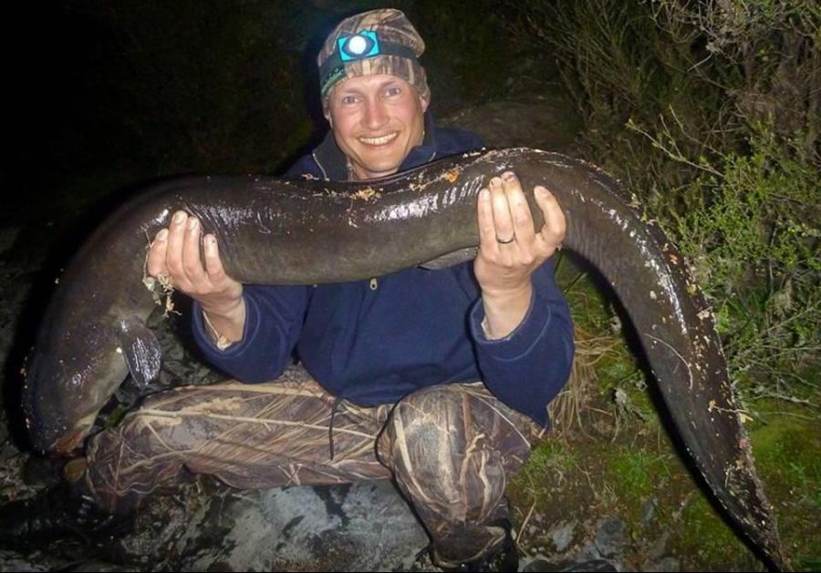 EEL LONGFIN (Anguilla dieffenbachii world record biggest fish in the world ever caught big huge fishes records largest monster fishing giant size images pictures freshwater river zealand pound anguilla gigante .jpg