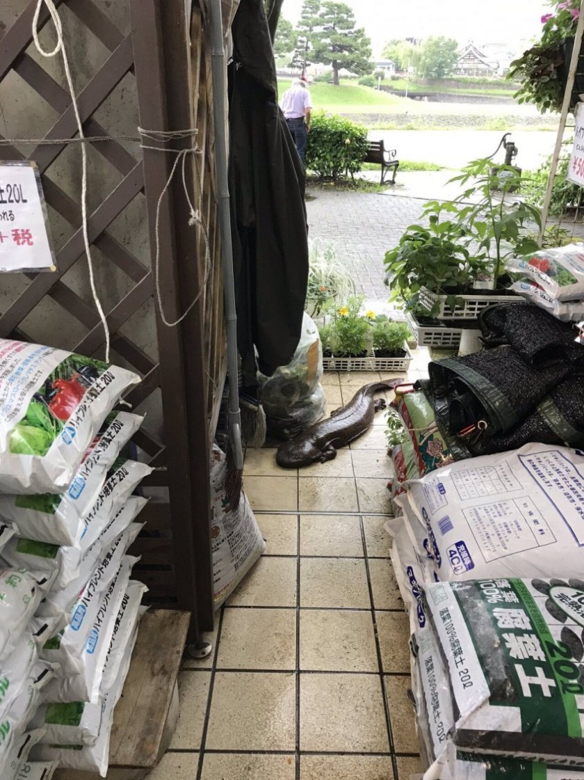    홍수 난리난 일본 근황.