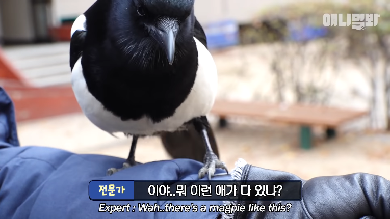 Screenshot_2019-12-21 동물농장 PD로 산다는 것 ㅣ Gangsta Magpie Steals Food From Villagers - YouTube(1).png