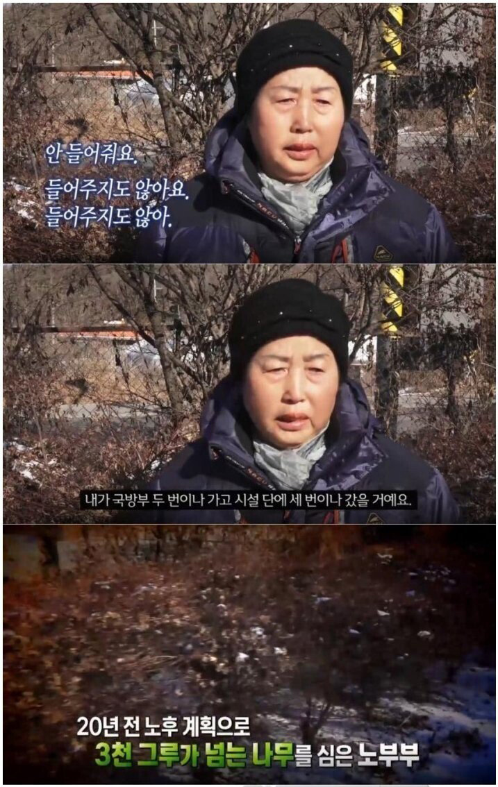 대한민국에서 나무 3천 그루를 심자 일어난 일