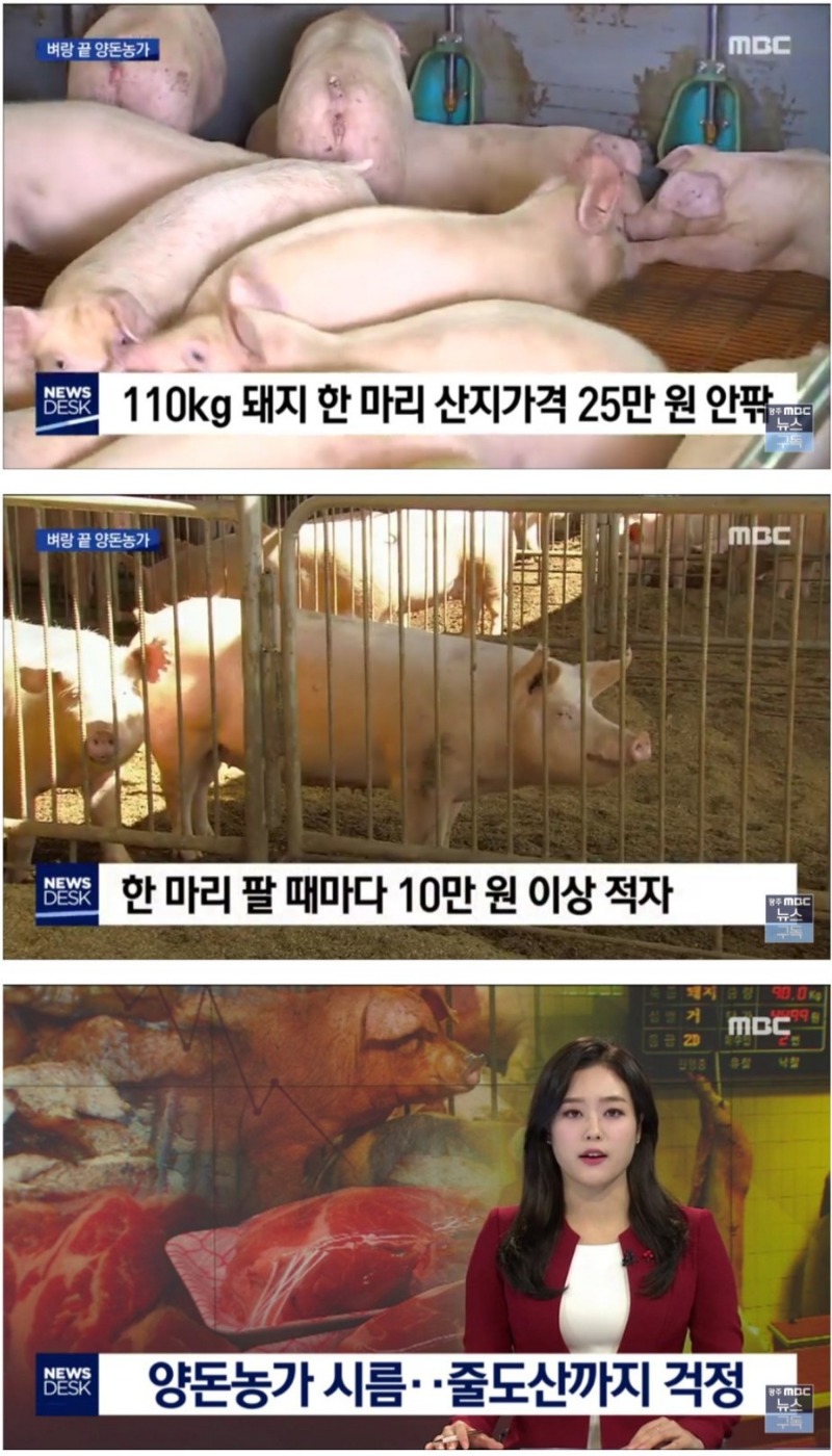 110kg 돼지 산지 가격.jpg