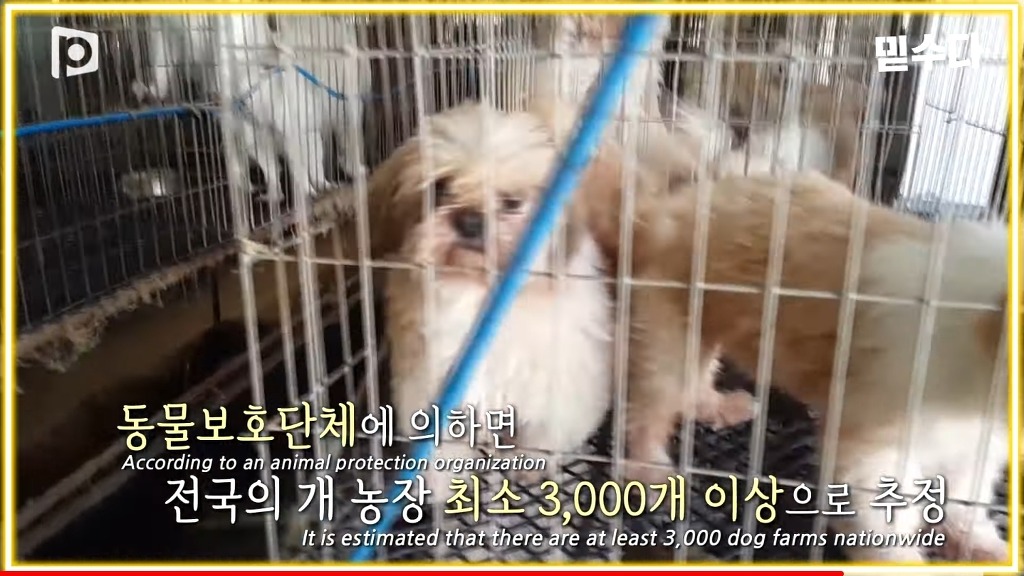 한국에만 슬개골 탈구 강아지가 많은 이유
