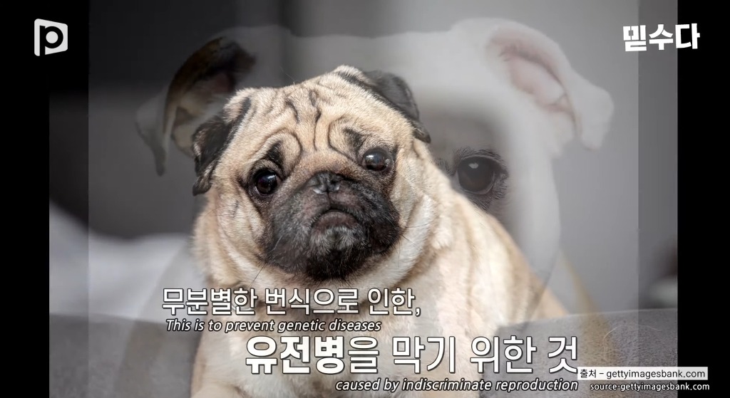 한국에만 슬개골 탈구 강아지가 많은 이유