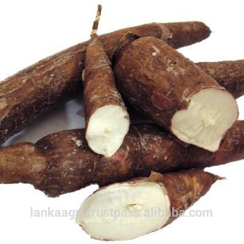 Fresh-Cassava-Tapioca-Manioc-Yucca-Roots-Casabe.jpg_350x350.jpg