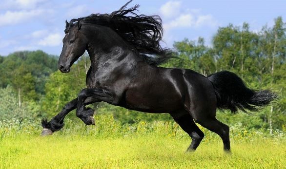 black_horse4.jpg
