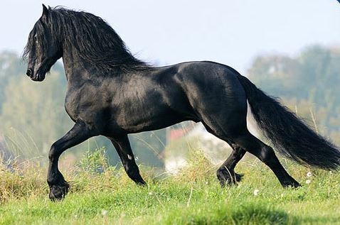 black_horse3.jpg