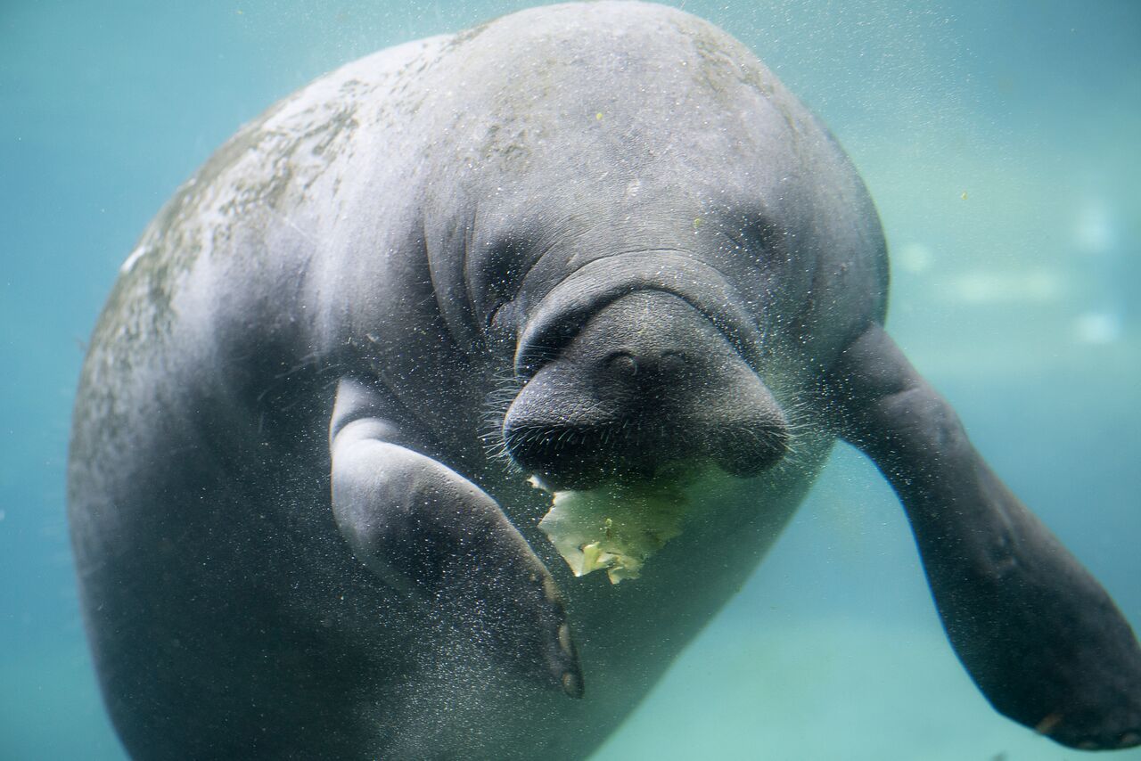 Manatee-1_preview.jpeg