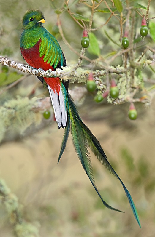 quetzal-bird-1.jpg