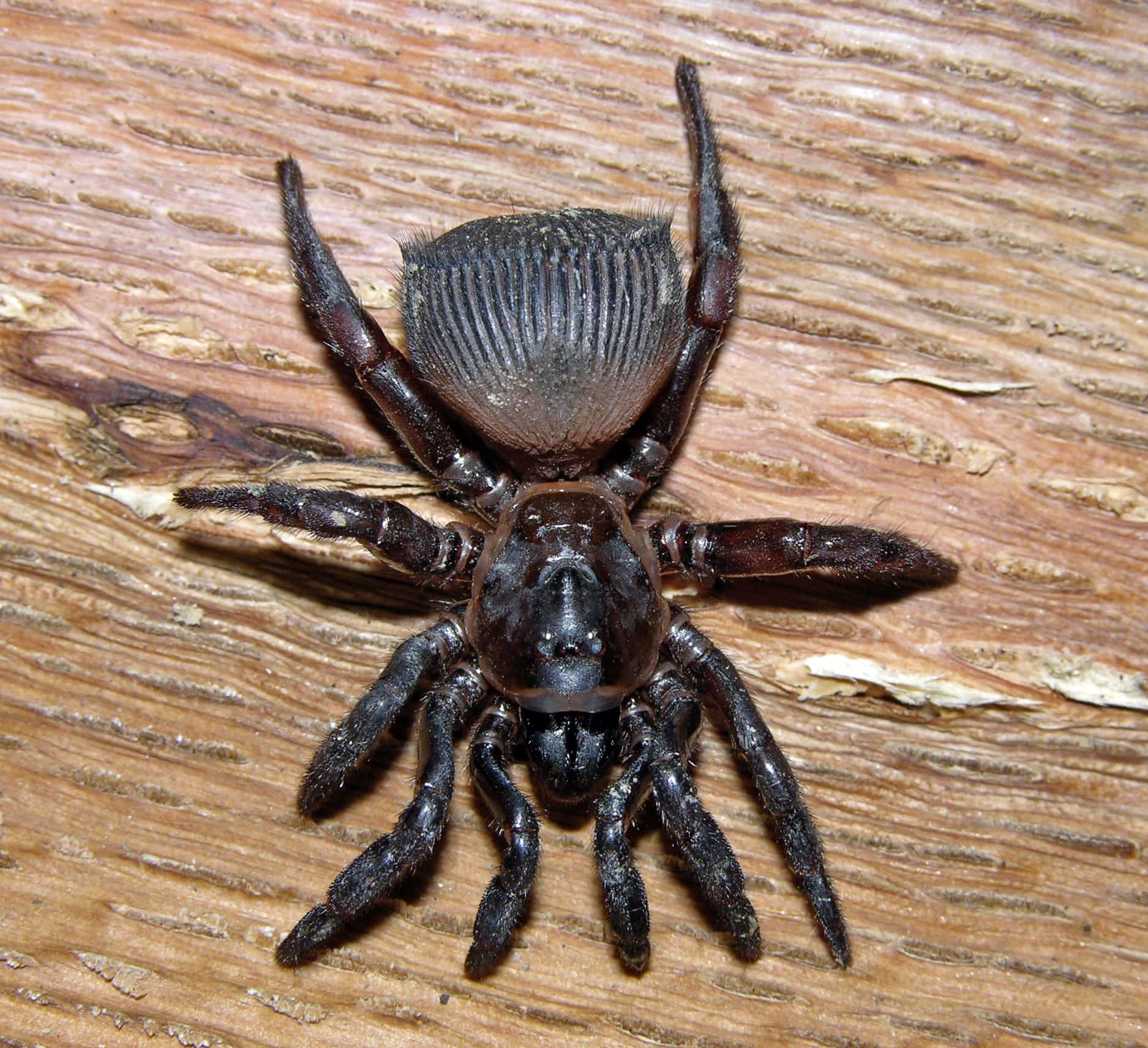 사냥하는 산골짜기 문닫이 거미ravine Trapdoor Spider 움짤 움짤저장소