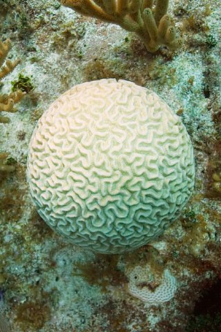 brain-coral.jpg