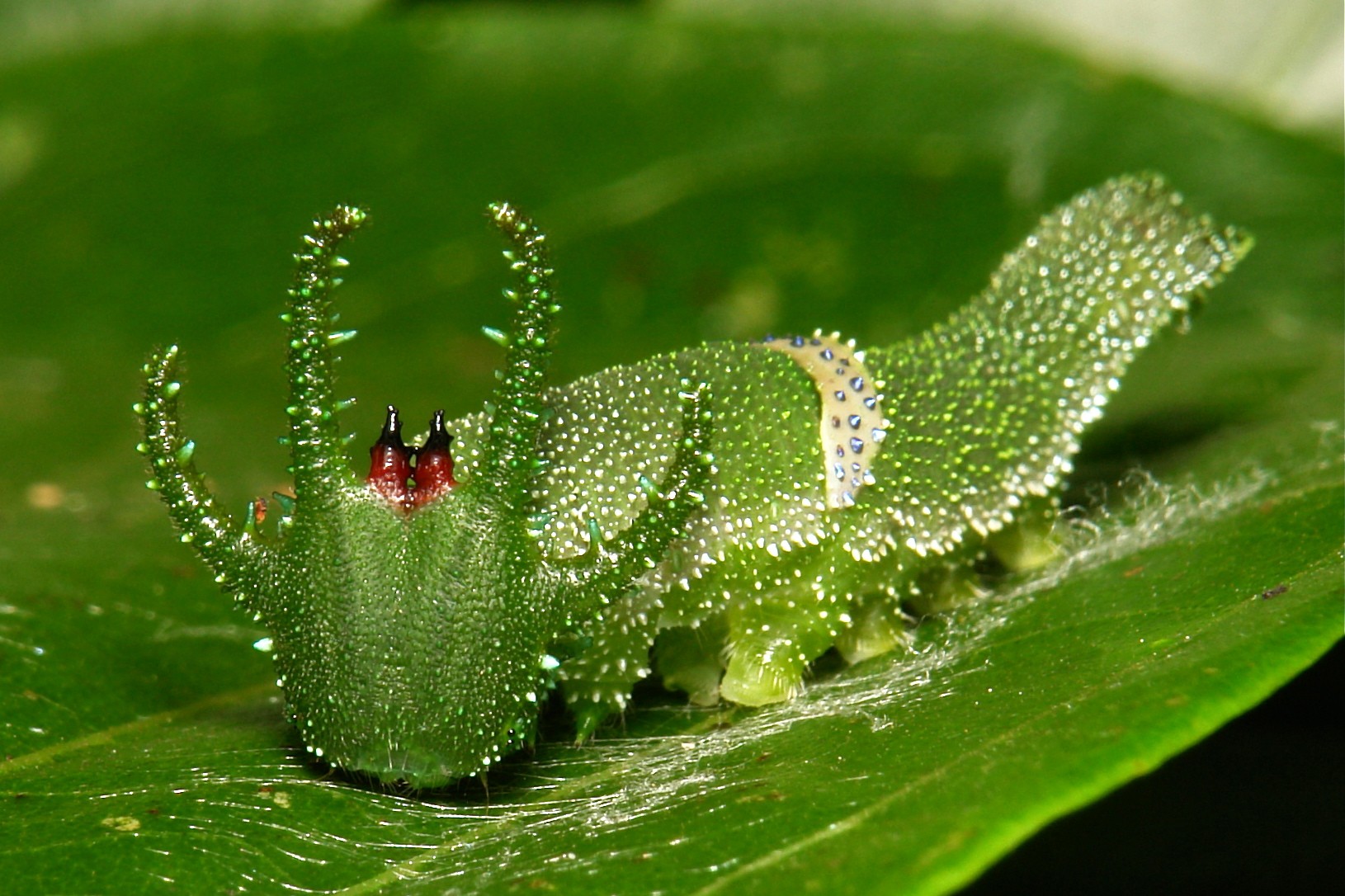 dragonhead-caterpillar.jpg