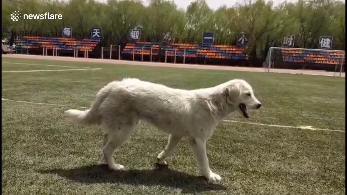 Stray dog nearly wins 100m race after joining in accidentally.mp4_20190524_090558.016.jpg