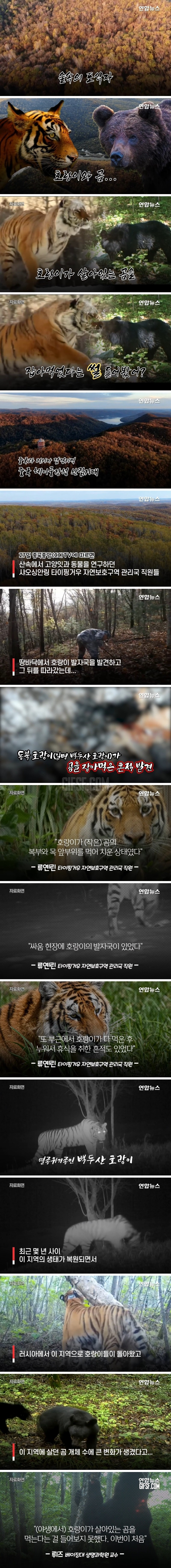백두산 호랑이, 곰 잡아먹고 휴식까지 …중국서 흔적 발견.jpg