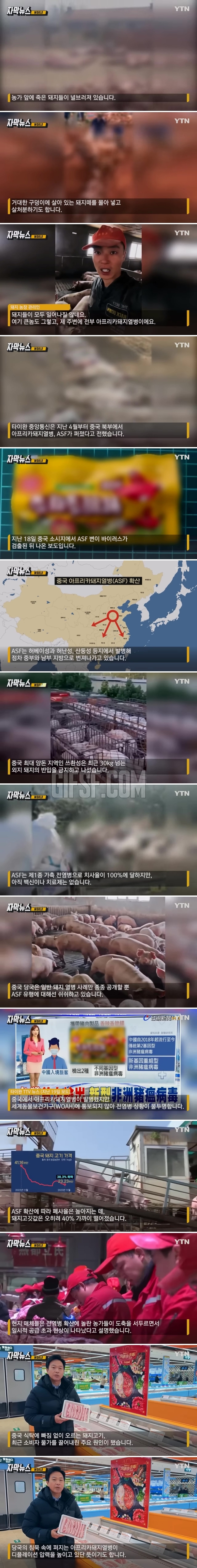 널브러진 죽은 돼지들.중국이 은폐하고 있는 비밀.jpg