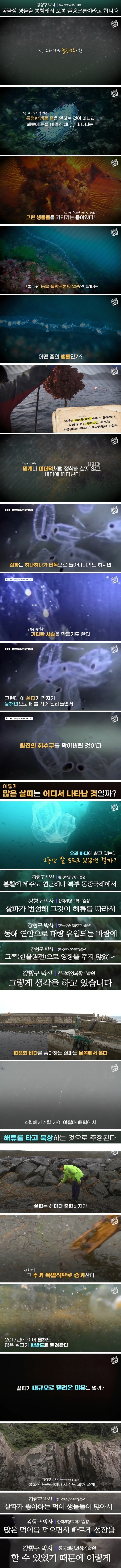 원전 두 번 마비시킨 기괴한 해양생물의 실체 (2).jpg