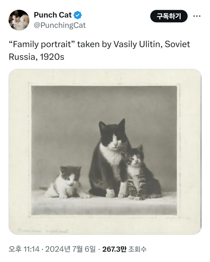 1920년도에 찍은 고양이 가족사진.webp