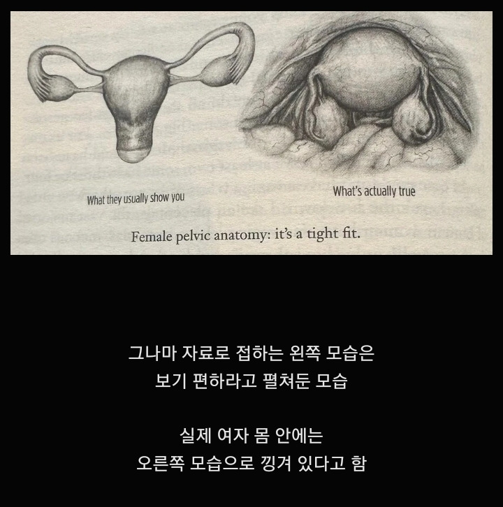 사람들이 잘 모르는 여자 자궁의 비밀.jpg