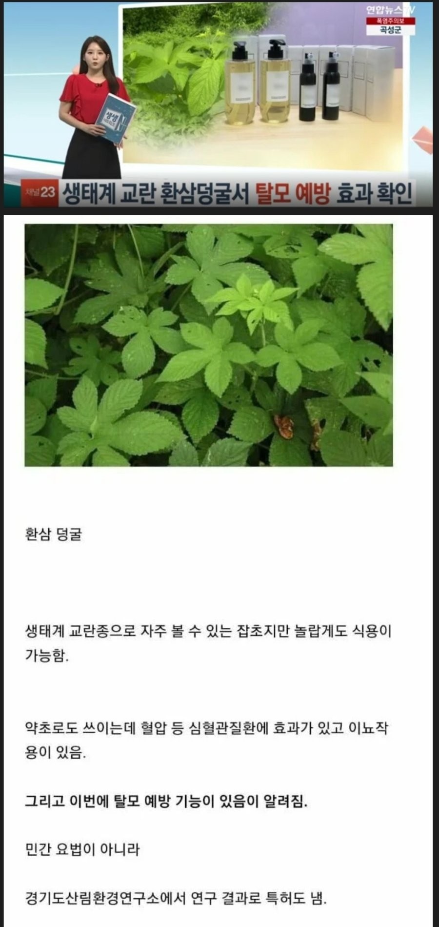 생태계 교란 잡초에서 탈모 예방 효과 공식 확인.jpg