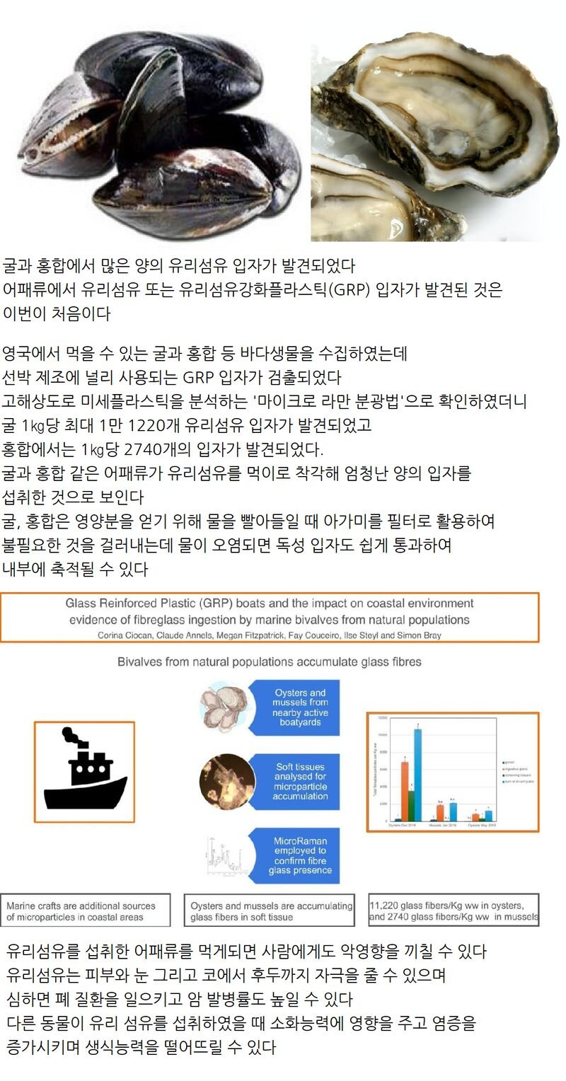 굴, 홍합에서 유리섬유 입자 발견