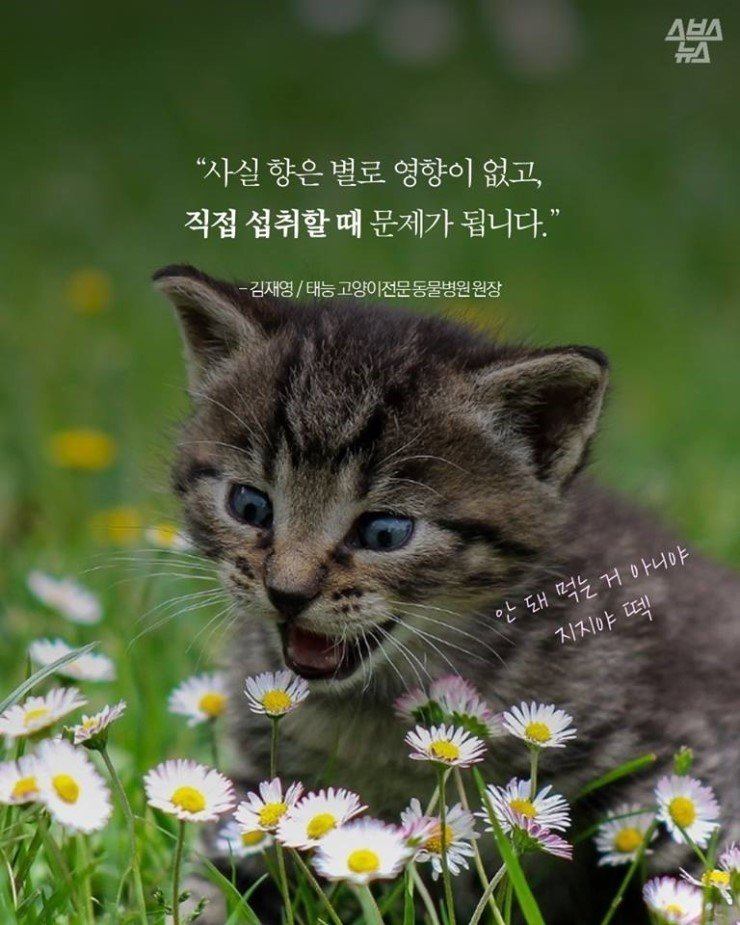 5A467EBF-E35D-4BA1-9DA8-8BAFD7D12982.jpeg 고양이를 죽일 수 있는 꽃, 튤립.jpg